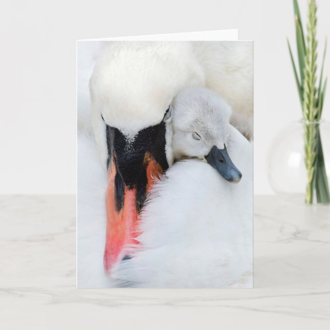 Cutest Baby Animals | Mother & Baby Mute Swan Card (Front)