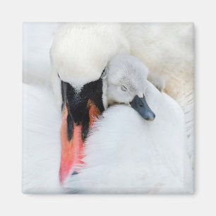 Cutest Baby Animals   Mother & Baby Mute Swan Magnet