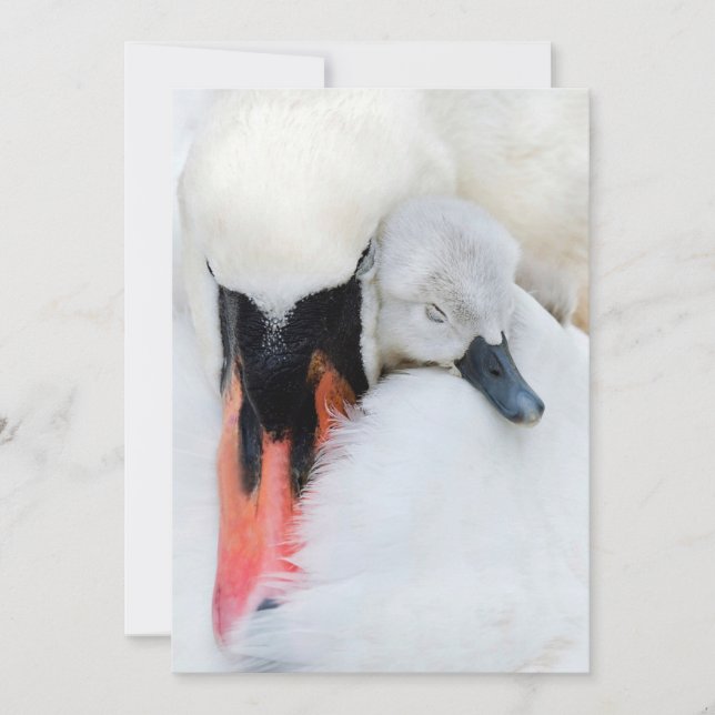 Cutest Baby Animals | Mother & Baby Mute Swan Thank You Card (Front)