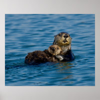 Cutest Baby Animals | Mother & Baby Sea Otter