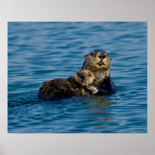 Cutest Baby Animals   Mother & Baby Sea Otter Poster