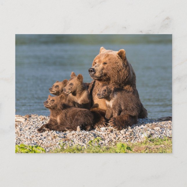 Cutest Baby Animals | Mother Bear & Cubs Postcard (Front)