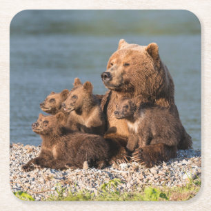 Cutest Baby Animals   Mother Bear & Cubs Square Paper Coaster