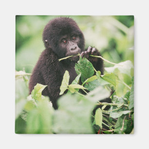 Cutest Baby Animals   Mountain Gorilla Baby Magnet