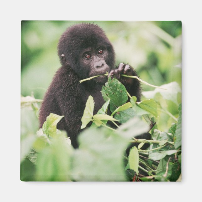 Cutest Baby Animals | Mountain Gorilla Baby Magnet (Front)