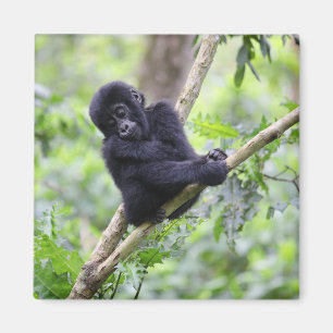 Cutest Baby Animals Mountain Gorilla Baby Magnet