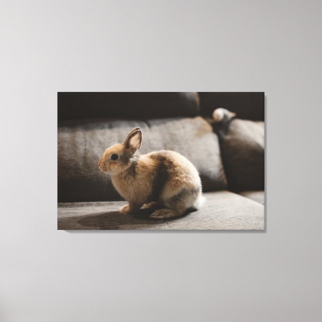 Cutest Baby Animals | Netherland Dwarf Rabbit Canvas Print (Front)