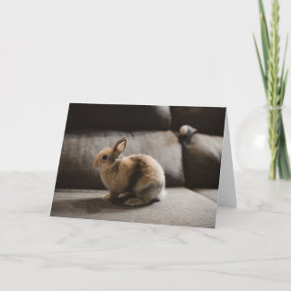 Cutest Baby Animals | Netherland Dwarf Rabbit Card