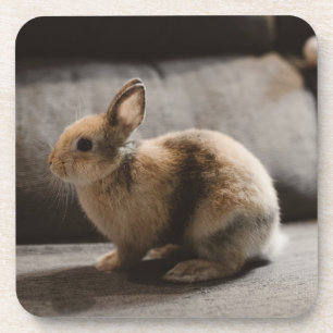 Cutest Baby Animals   Netherland Dwarf Rabbit Coaster