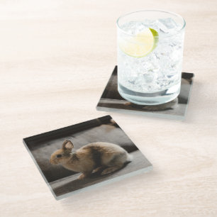 Cutest Baby Animals Netherland Dwarf Rabbit Glass Coaster