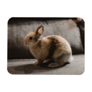 Cutest Baby Animals Netherland Dwarf Rabbit Magnet