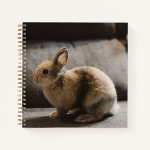 Cutest Baby Animals Netherland Dwarf Rabbit Notebook