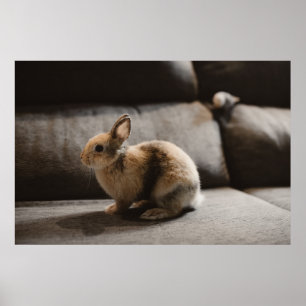Cutest Baby Animals   Netherland Dwarf Rabbit Poster