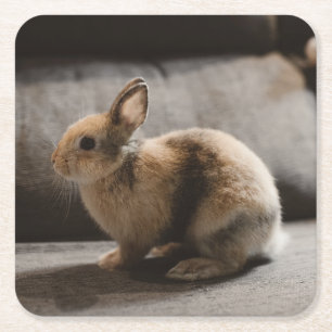 Cutest Baby Animals   Netherland Dwarf Rabbit Square Paper Coaster