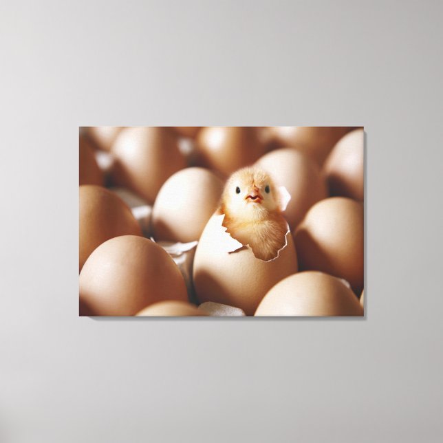 Cutest Baby Animals | New Baby Chick Canvas Print (Front)