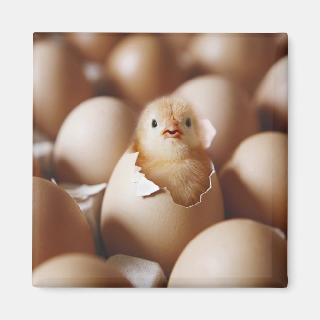 Cutest Baby Animals | New Baby Chick Magnet (Front)