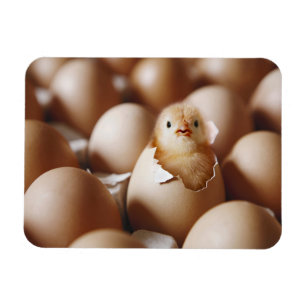 Cutest Baby Animals   New Baby Chick Magnet