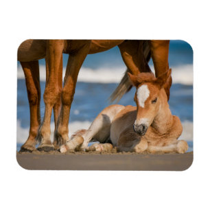 Cutest Baby Animals   Newborn Corolla Wild Horse Magnet