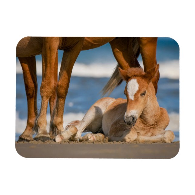 Cutest Baby Animals | Newborn Corolla Wild Horse Magnet (Horizontal)