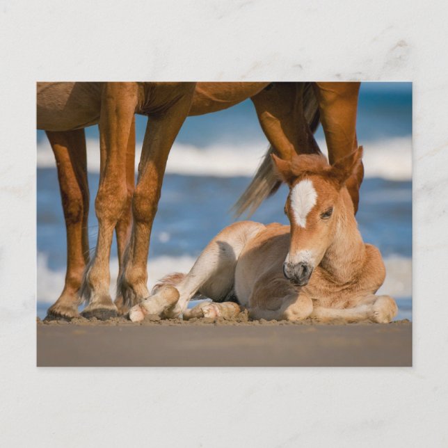 Cutest Baby Animals | Newborn Corolla Wild Horse Postcard (Front)