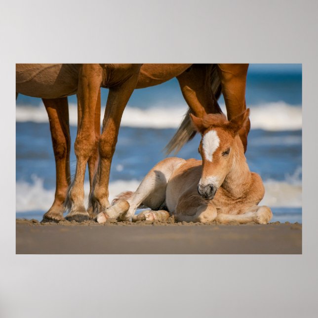 Cutest Baby Animals | Newborn Corolla Wild Horse Poster (Front)