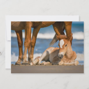 Cutest Baby Animals   Newborn Corolla Wild Horse Thank You Card