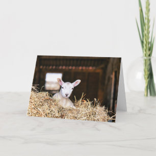 Cutest Baby Animals   Newborn Lamb Card