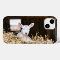Cutest Baby Animals | Newborn Lamb