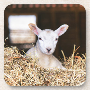 Cutest Baby Animals Newborn Lamb Coaster