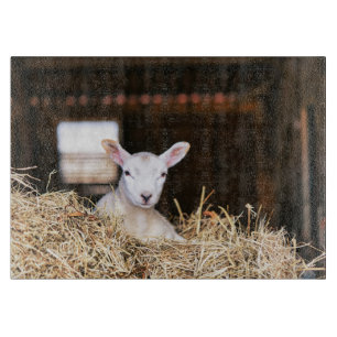 Cutest Baby Animals Newborn Lamb Cutting Board