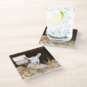 Cutest Baby Animals   Newborn Lamb Glass Coaster