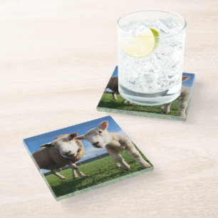 Cutest Baby Animals Newborn Lamb & Mama Glass Coaster