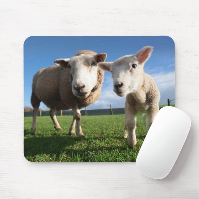 Cutest Baby Animals | Newborn Lamb & Mama Mouse Mat (With Mouse)