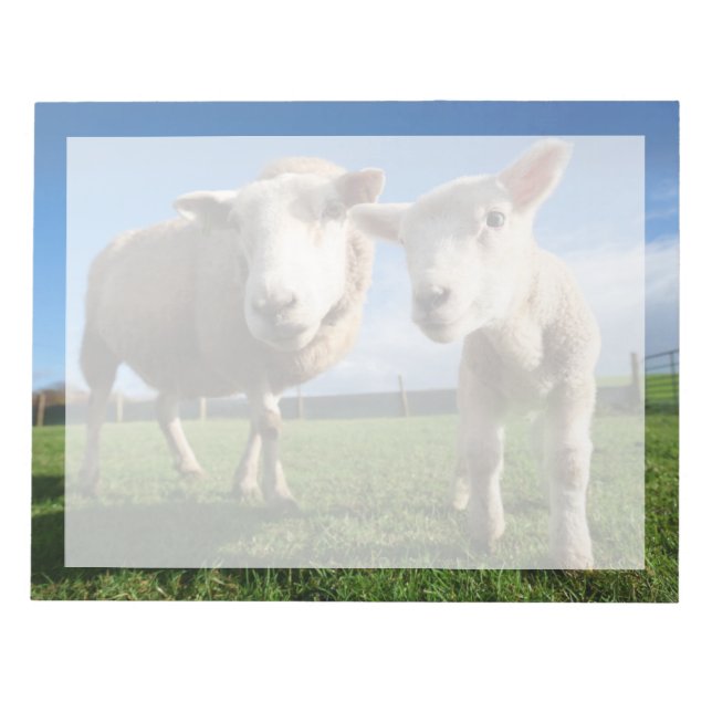Cutest Baby Animals | Newborn Lamb & Mama Notepad (Front)