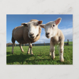 Cutest Baby Animals   Newborn Lamb & Mama Postcard