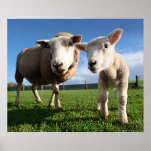 Cutest Baby Animals Newborn Lamb & Mama Poster