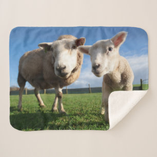 Cutest Baby Animals   Newborn Lamb & Mama Sherpa Blanket