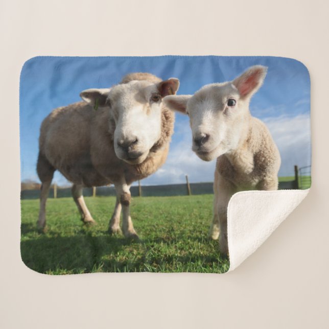 Cutest Baby Animals | Newborn Lamb & Mama Sherpa Blanket (Front (Horizontal))