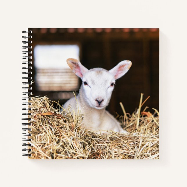 Cutest Baby Animals | Newborn Lamb Notebook (Front)