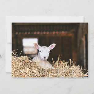 Cutest Baby Animals Newborn Lamb Thank You Card