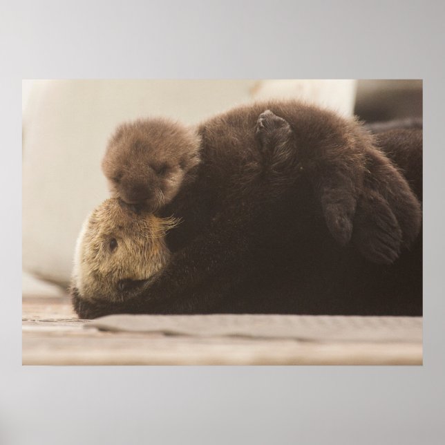 Cutest Baby Animals | Newborn Otter Pup Poster (Front)