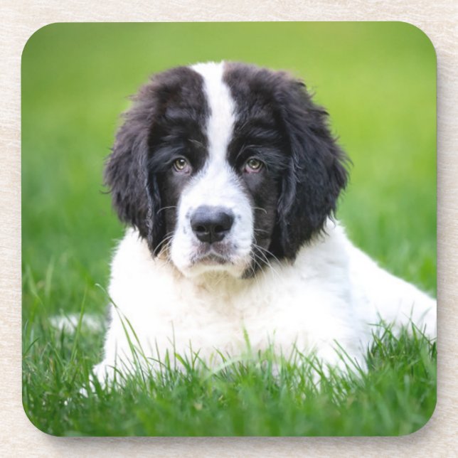 Cutest Baby Animals | Newfoundland Puppy Coaster (Front)