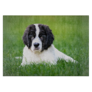 Cutest Baby Animals   Newfoundland Puppy Cutting Board