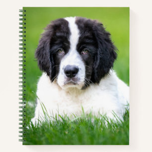 Cutest Baby Animals Newfoundland Puppy Notebook