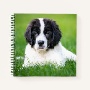 Cutest Baby Animals   Newfoundland Puppy Notebook