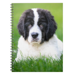 Cutest Baby Animals Newfoundland Puppy Notebook