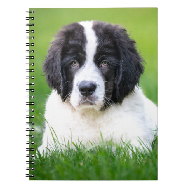 Cutest Baby Animals | Newfoundland Puppy Notebook (Front)