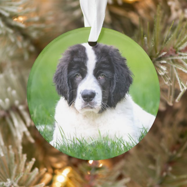 Cutest Baby Animals | Newfoundland Puppy Ornament (Tree)