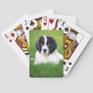 Cutest Baby Animals   Newfoundland Puppy Playing Cards