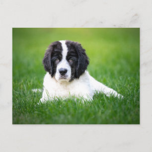 Cutest Baby Animals   Newfoundland Puppy Postcard